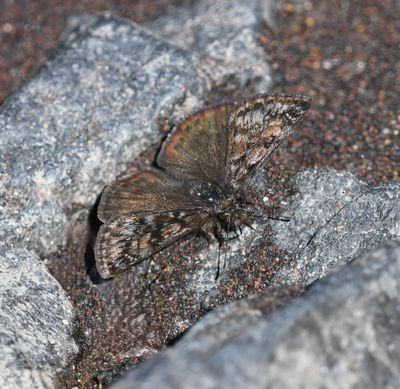Pacuvius Duskywing: Erynnis pacuvius