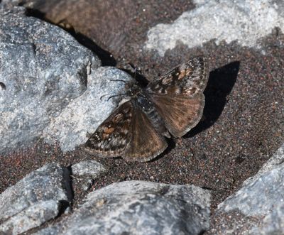 Pacuvius Duskywing: Erynnis pacuvius