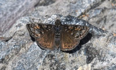 Pacuvius Duskywing: Erynnis pacuvius