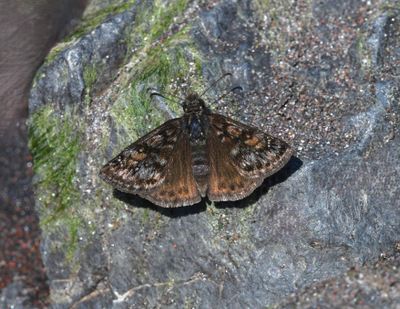 Pacuvius Duskywing: Erynnis pacuvius
