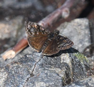 Pacuvius Duskywing: Erynnis pacuvius