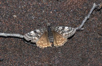 Propertius Duskywing: Erynnis propertius