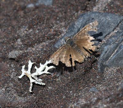 Propertius Duskywing: Erynnis propertius