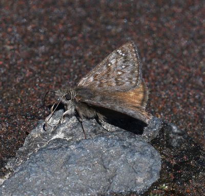 Propertius Duskywing: Erynnis propertius