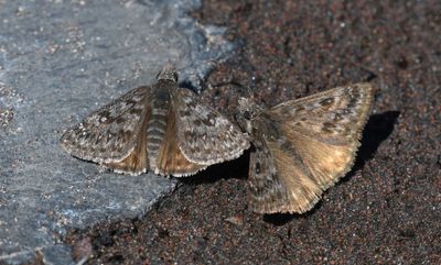 Propertius Duskywing: Erynnis propertius