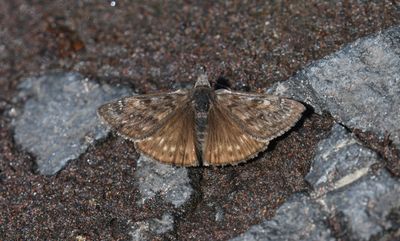 Propertius Duskywing: Erynnis propertius