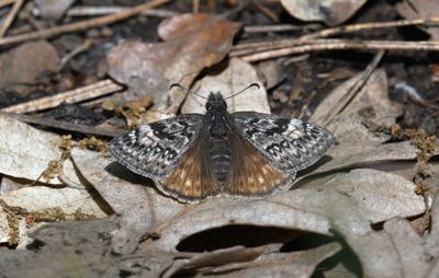 Propertius Duskywing: Erynnis propertius