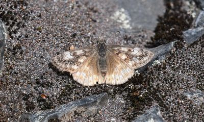 Propertius Duskywing: Erynnis propertius