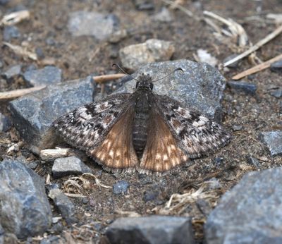 Propertius Duskywing: Erynnis propertius