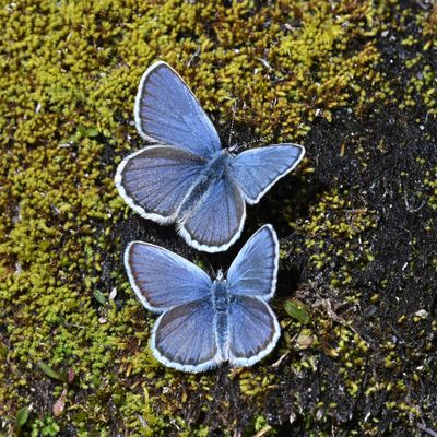 Anna's Blue: Plebejus anna
