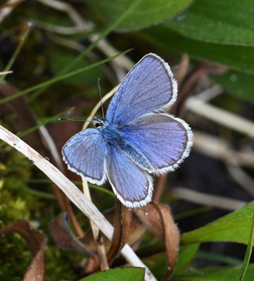Anna's Blue: Plebejus anna