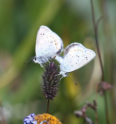 Anna's Blue: Plebejus anna