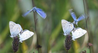 Anna's Blue: Plebejus anna