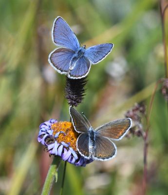 Anna's Blue: Plebejus anna
