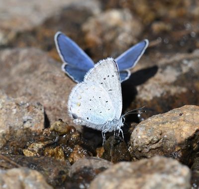 Anna's Blue: Plebejus anna