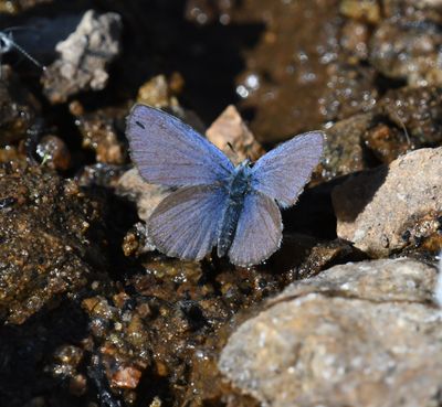 Anna's Blue: Plebejus anna