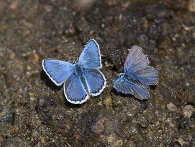 Anna's Blue: Plebejus anna