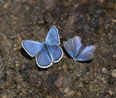 Anna's Blue: Plebejus anna