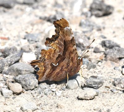 Satyr Anglewing: Polygonia satyrus