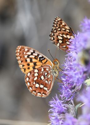 Hydaspe Fritillary: Speyeria hydaspe