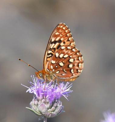 Hydaspe Fritillary: Speyeria hydaspe