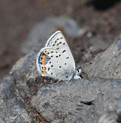 Lupine Blue: Icaricia lupini