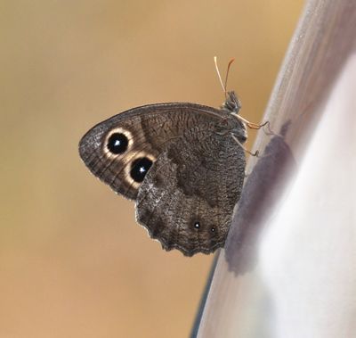 Common Wood Nymph: Cercyonis pegala