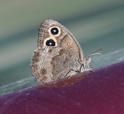 Common Wood Nymph: Cercyonis pegala