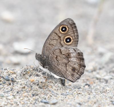 Common Wood Nymph: Cercyonis pegala