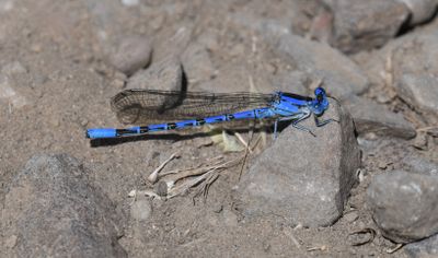 Dragon and Damselflies