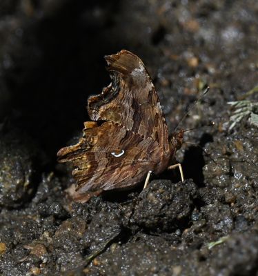 Satyr Anglewing: Polygonia satyrus