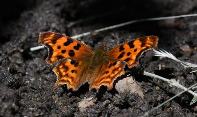 Satyr Anglewing: Polygonia satyrus