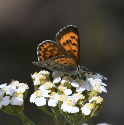 Mariposa Copper: Lycaena mariposa