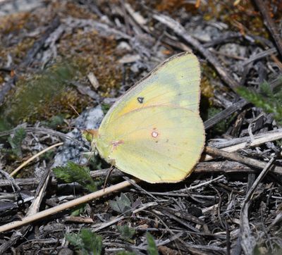 Orange Sulphur: Colias eurytheme
