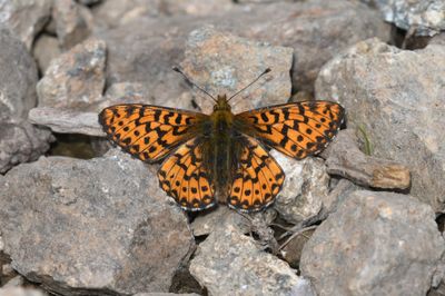 Arctic Fritillary: Boloria chariclea