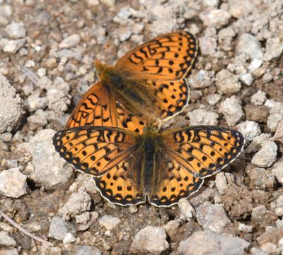 Mormon Fritillary: Speyeria mormonia
