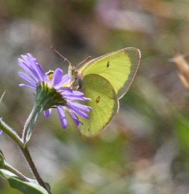 Christina's Sulphur: Colias christina (probably)
