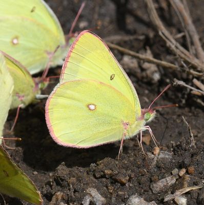 Christina's Sulphur: Colias christina (possibly interior)