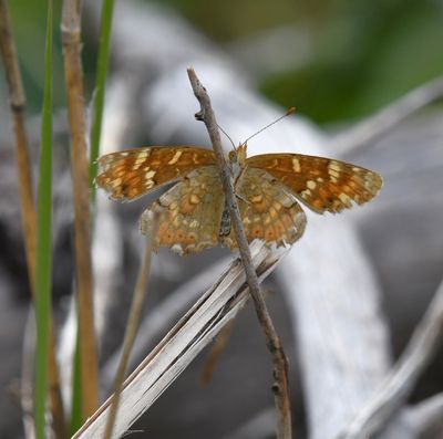 Field Crescent: Phyciodes pulchella