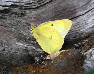 Eriphyle's Sulphur: Colias eriphyle