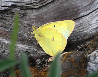 Eriphyle's Sulphur: Colias eriphyle