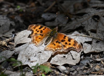 Satyr Anglewing: Polygonia satyrus