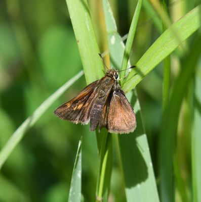 Tawny-edged Skipper: Polites themistocles