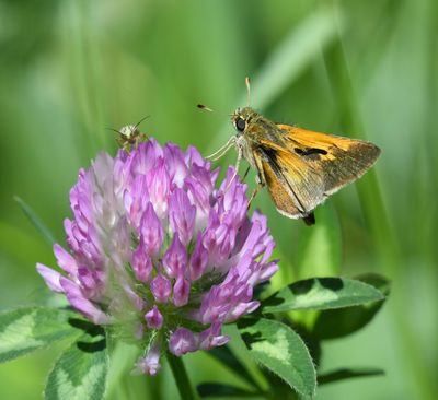 Tawny-edged Skipper: Polites themistocles