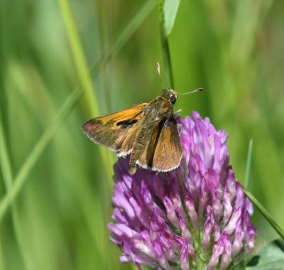 Tawny-edged Skipper: Polites themistocles