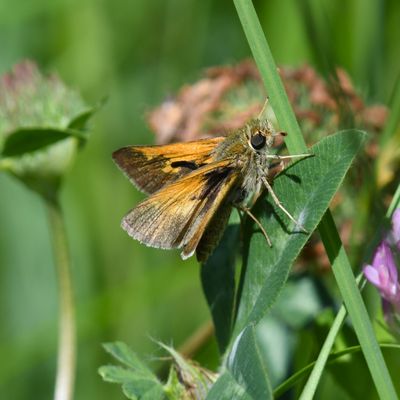 Tawny-edged Skipper: Polites themistocles