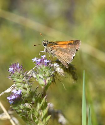 Tawny-edged Skipper: Polites themistocles