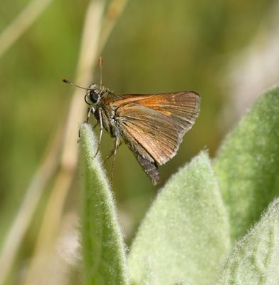 Tawny-edged Skipper: Polites themistocles