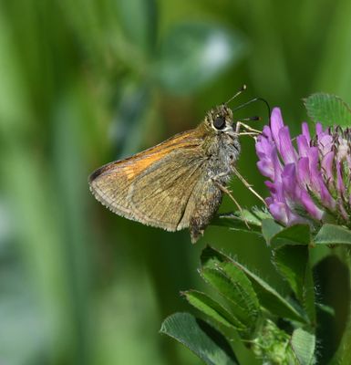 Tawny-edged Skipper: Polites themistocles