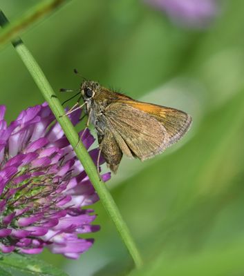 Tawny-edged Skipper: Polites themistocles